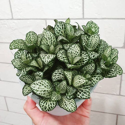 Pack of 3 Fittonia Mix