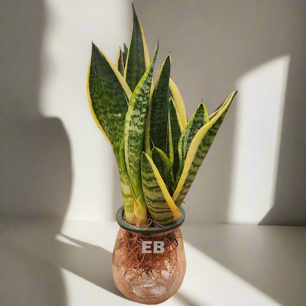 Hydro Snake Plant | Sansevieria