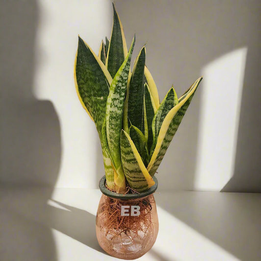 Hydro Snake Plant | Sansevieria