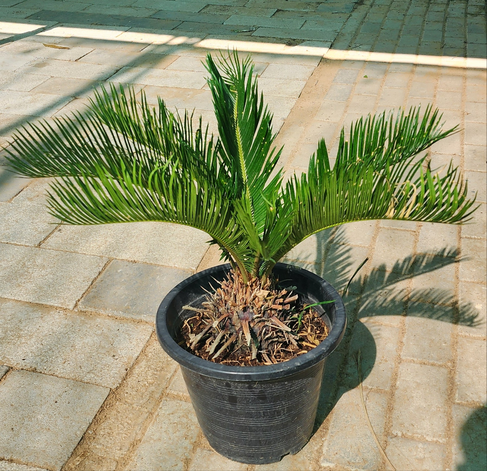 Cycus Palm Tree 50cm