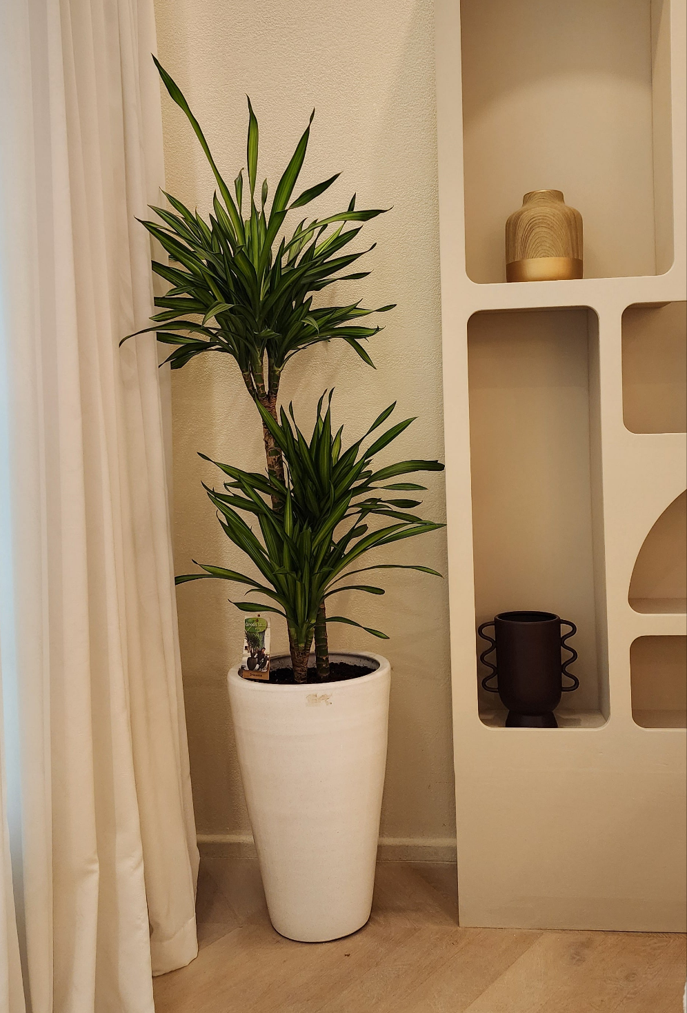 Dracaena fragrant Rikki 150cm with ceramic pot