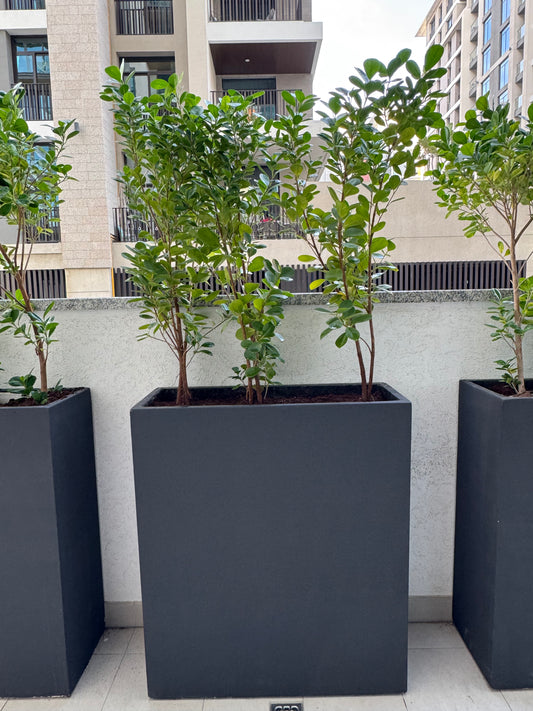 Ficus Panda in Fiber Clay Pots 80cm