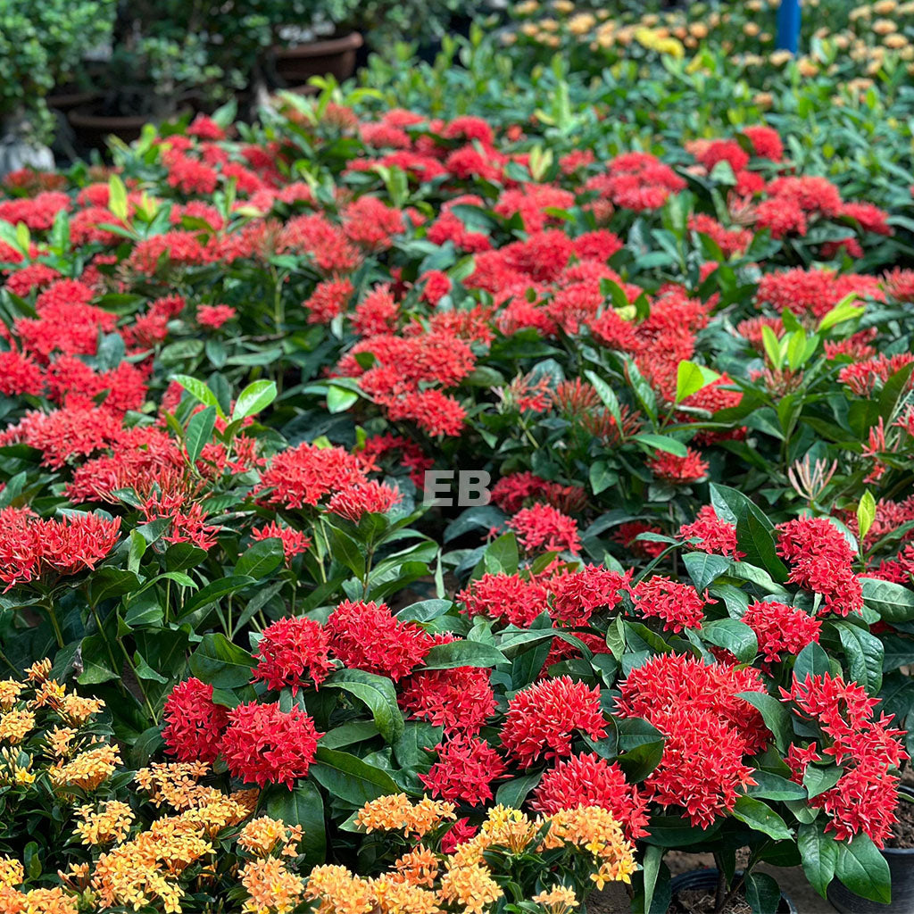 Ixora Coccinea Red 50cm