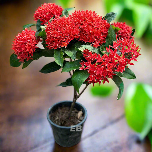 Ixora coccinea red flower 40cm