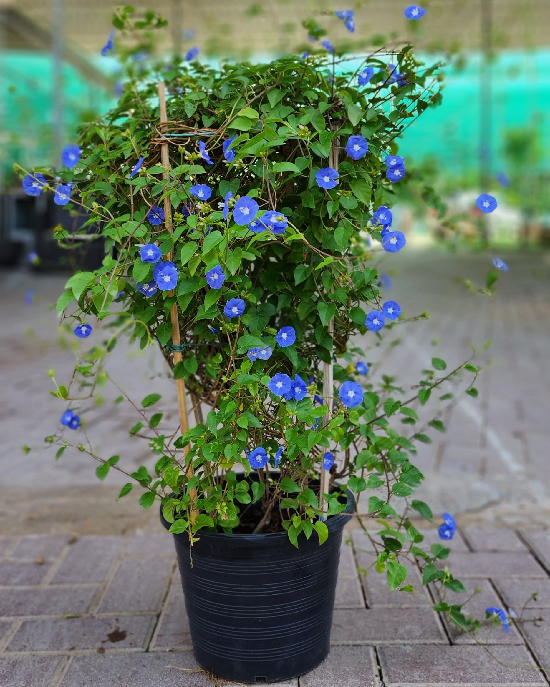 Jacquemontia Creeper Plant 100cm