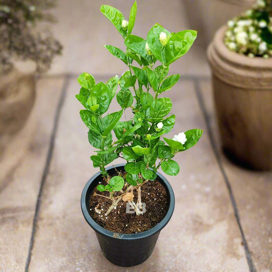 Jasmine Sambac White flowering outdoor with fragrance Dubai