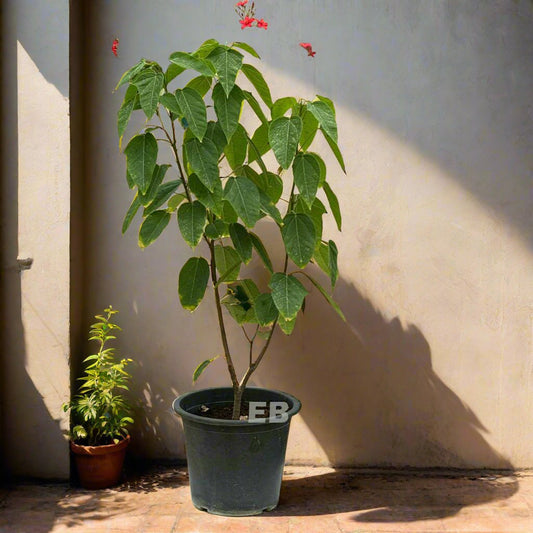 Jatropha Integerrima 70cm - 80cm