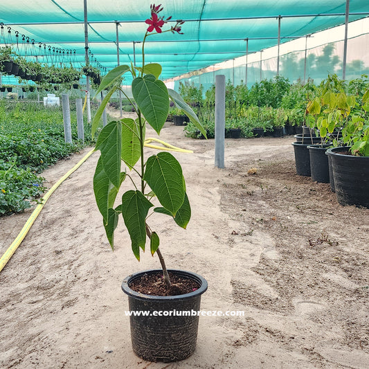 Jatropha Red Flower 40cm