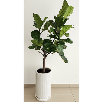 Ficus Lyrata with Ceramic Pot 150cm