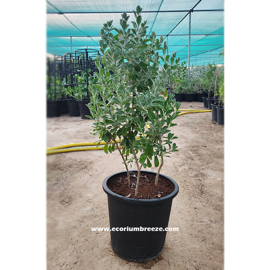 Leucophyllum " Texas sage Plant 40cm Dubai