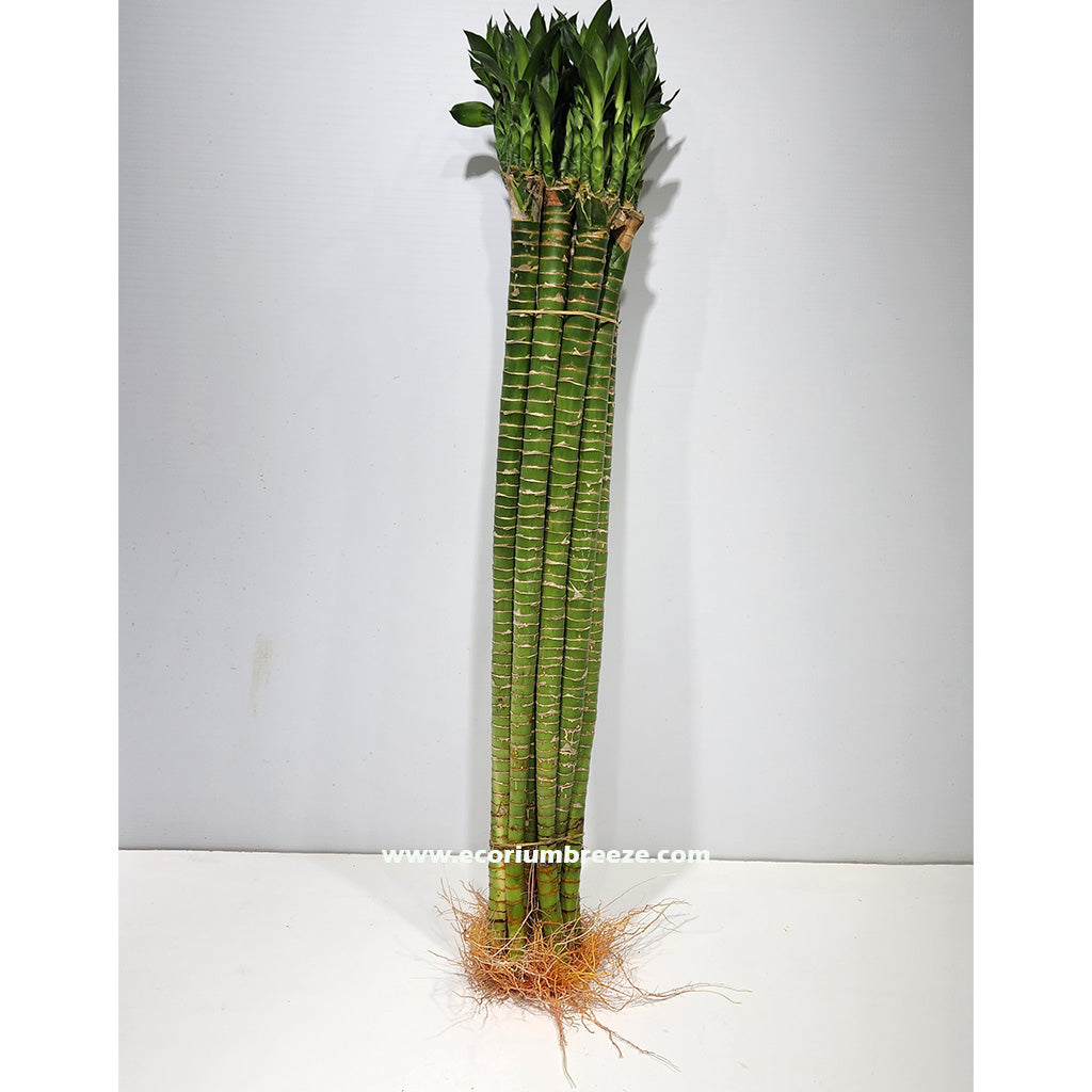 Lucky Bamboo Plant 60cm - 80cm indoor plant Dubai