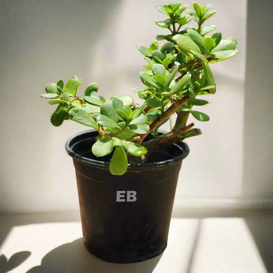 Lucky Jade Plant 20cm