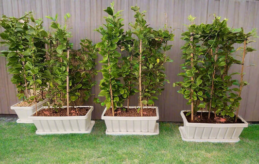 Mandevillea in planter box for privacy walls.