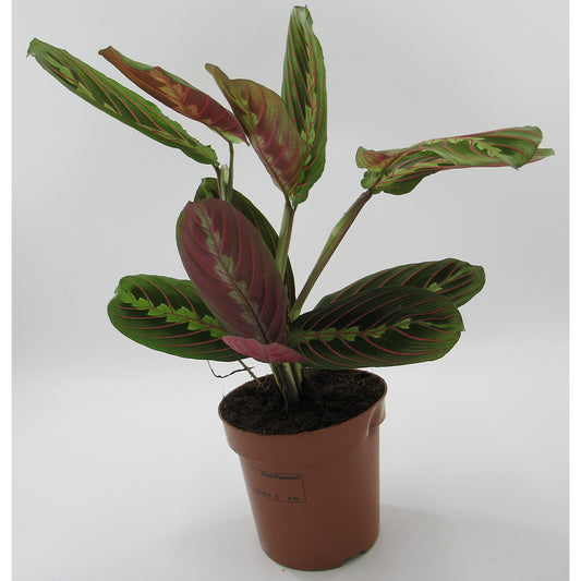 Maranta " prayer plant "