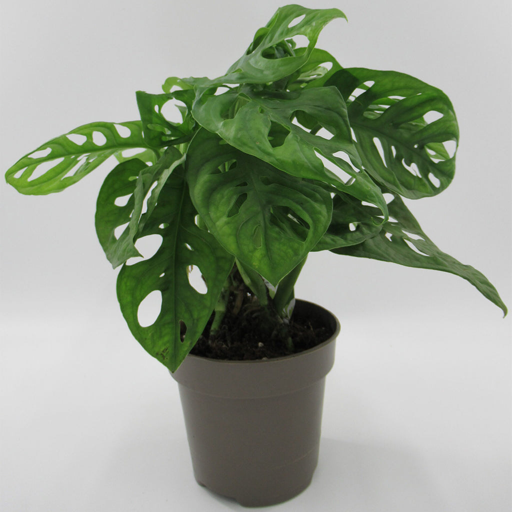 Pack of 2 Plants " Monstera Monkey + Pilea Chinese Money Plant "