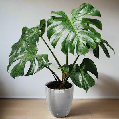 Monstera Deliciosa 90cm