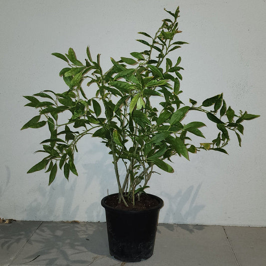 Night Queen Jasmine " rant ki rani " 50cm