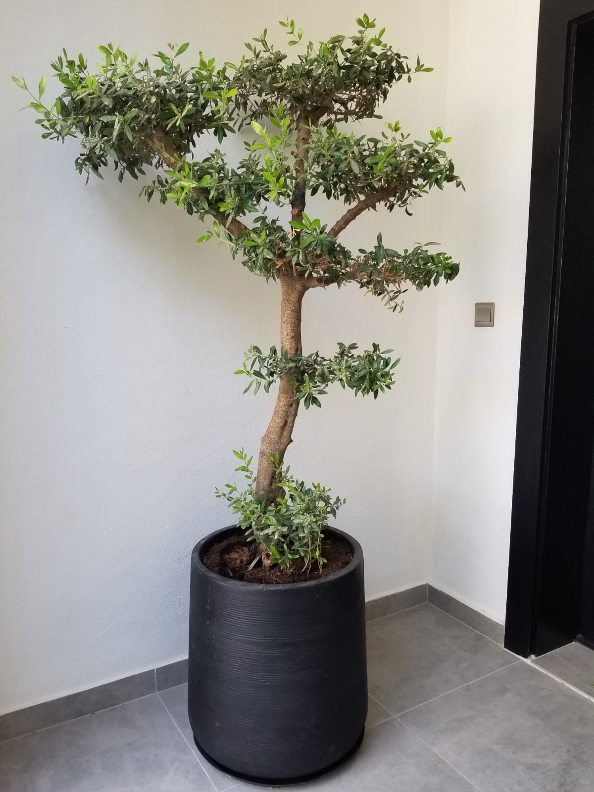 Olive Tree Bonsai Multiheads  1.8m