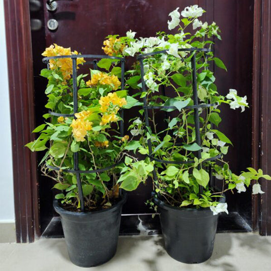 Pack of 2 Bougainvillea Plant 100cm