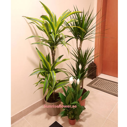 Pack of 2 Dracaena & 1 Peacelilly