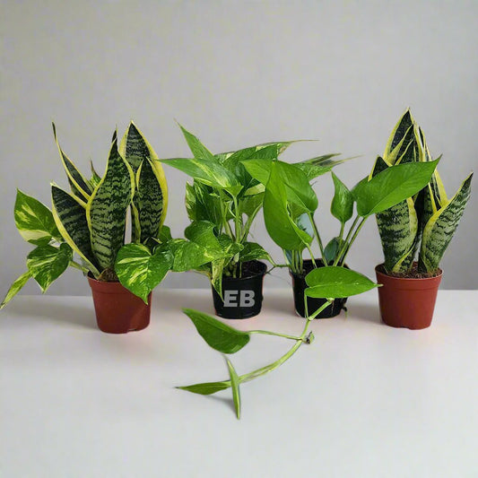Pack Of 4 Air purifying Plants, 2 snake plant Mini , 2 money plant Mini