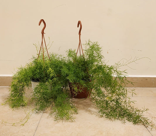 Pack of 2 Asparagus Hanging Fern Plant