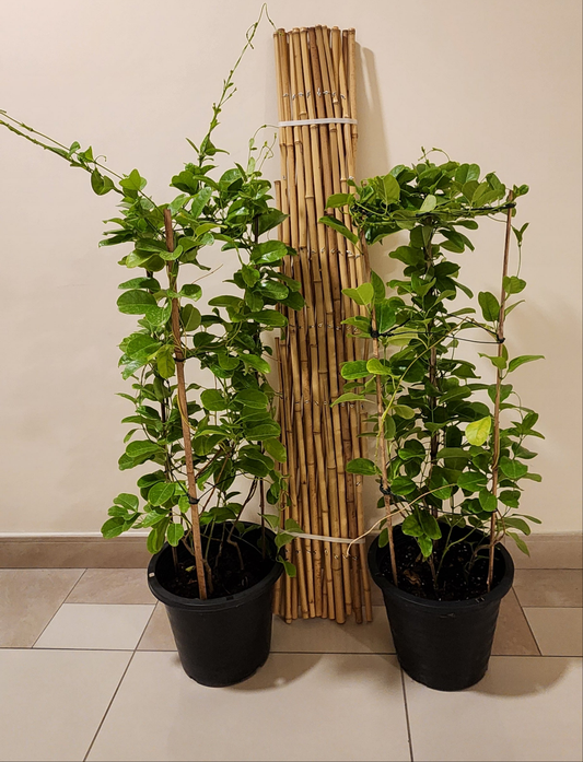 Pack of 2 Mandevillea plant 100cm with Trellis 120cm