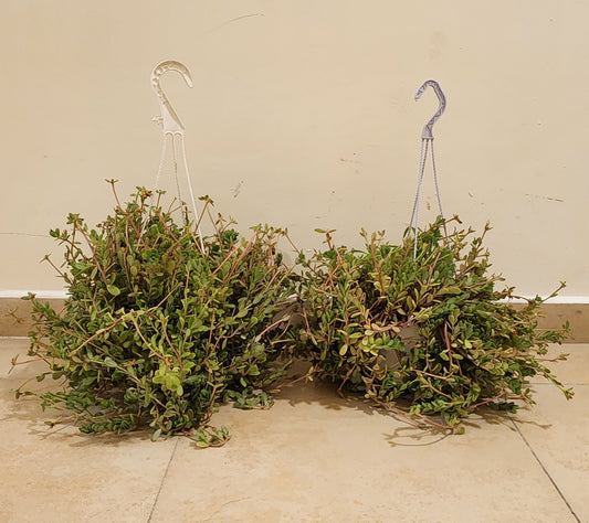 Pack of 2 Portulaca Hanging Plant mix color...