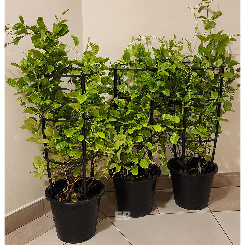 Pack of 3 Mandevilla yellow Flower Plant 100cm