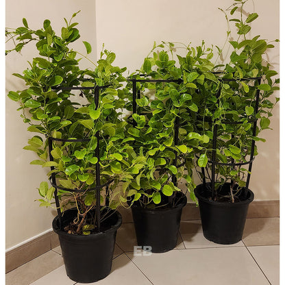 Pack of 3 Mandevilla yellow Flower Plant 100cm