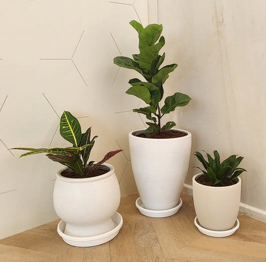 Pack of 3 airpurifying plants, croton, ficus lyrata, compacta