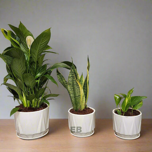 Pack of 3 airpurifying plants with ceramic pots