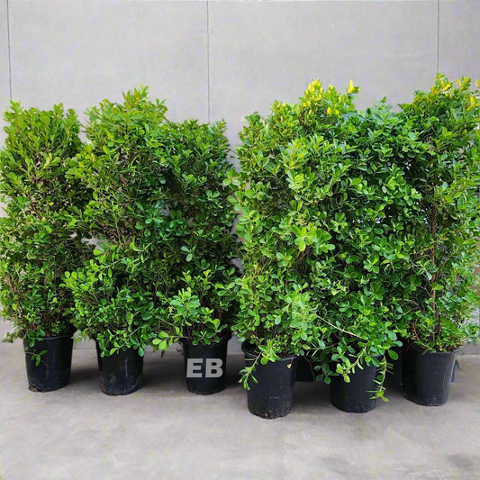 Pack of 6 Ficus Panda cone shape 150cm. Best plant for backyard privacy walls.