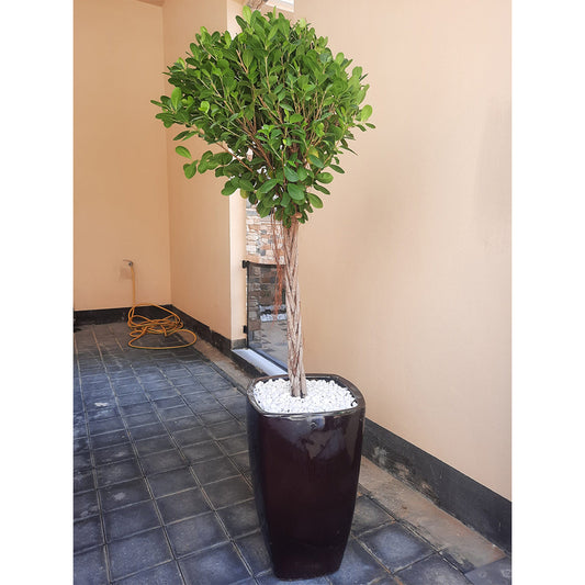 Ficus Twisted one Head 130cm