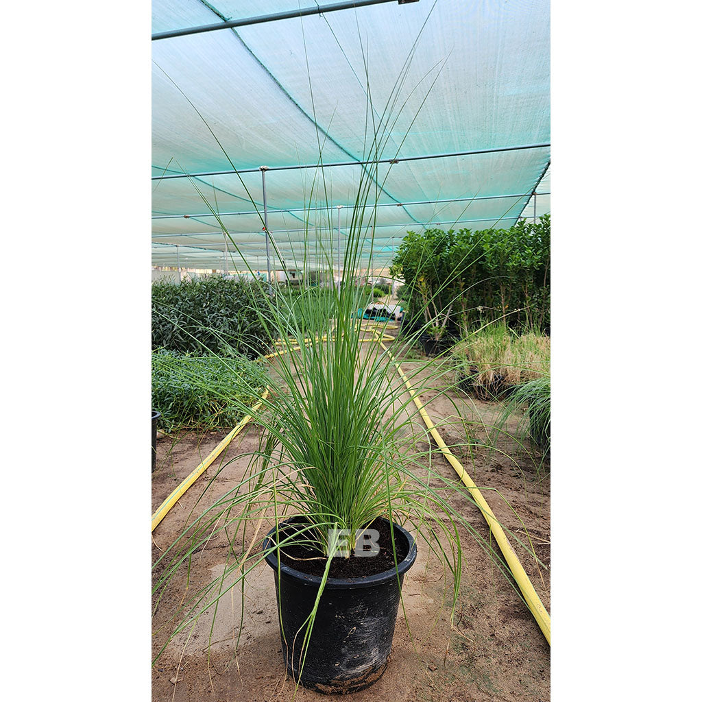 Pennisetum Grass Green " Pennisetum Setaceum 6L