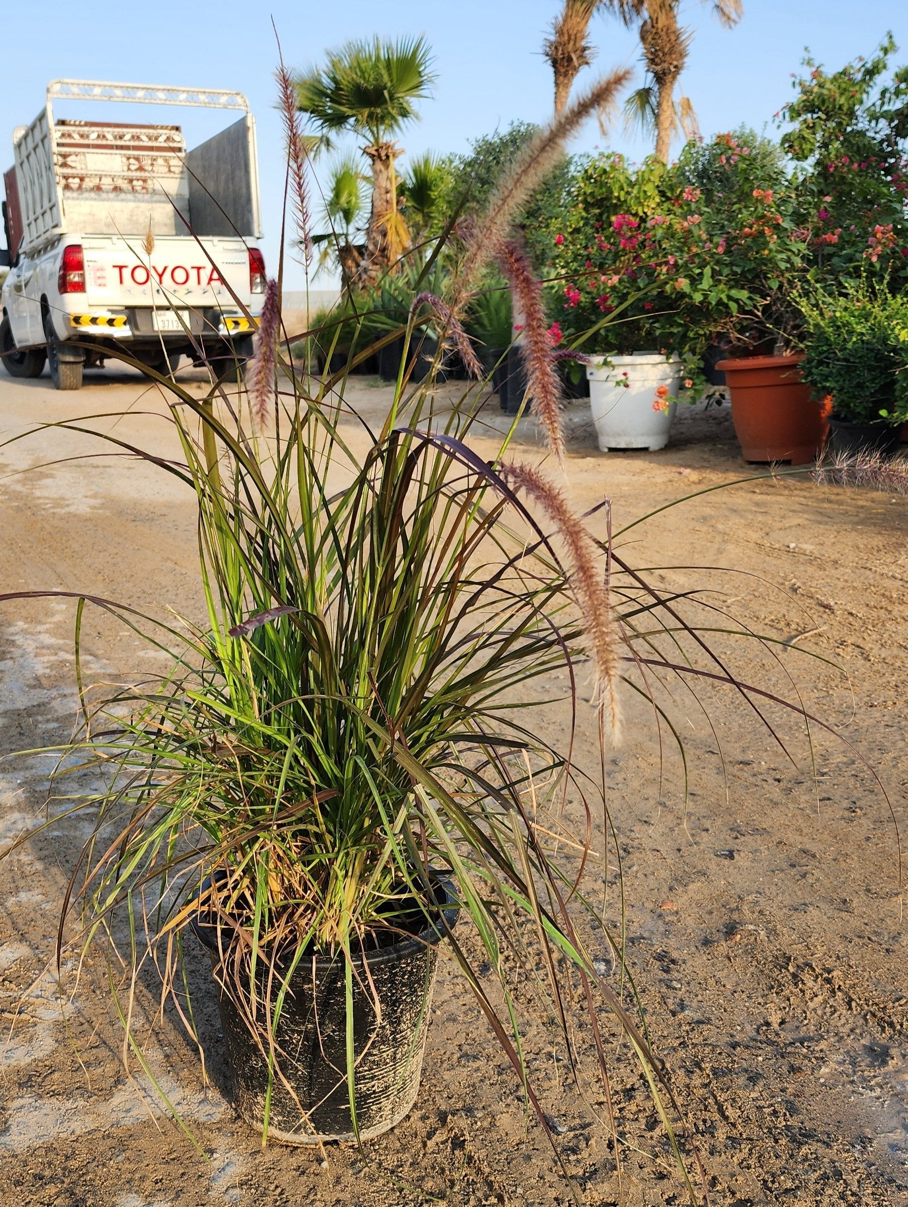 Pennisetum Rubrum fountain grass 40cm