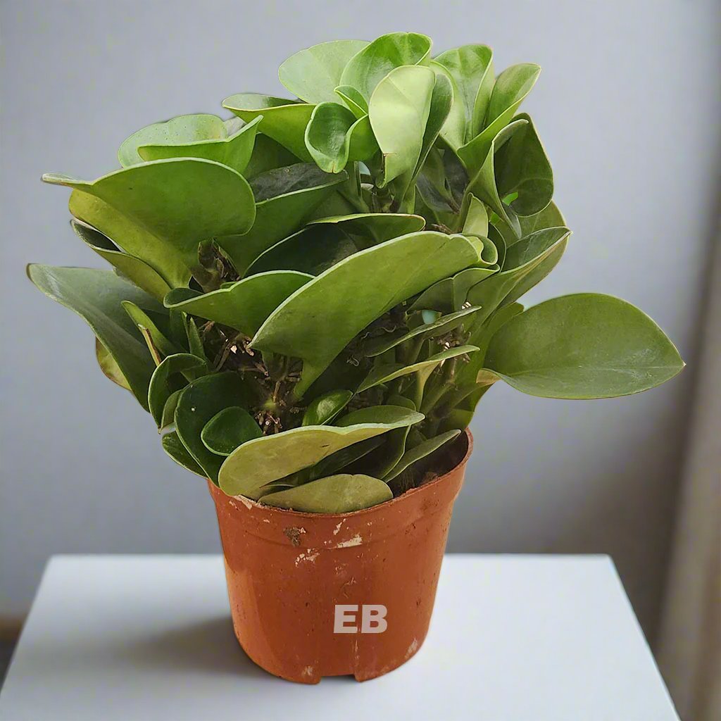 Peperomia Obtusifolia , Chinese money plant 30cm