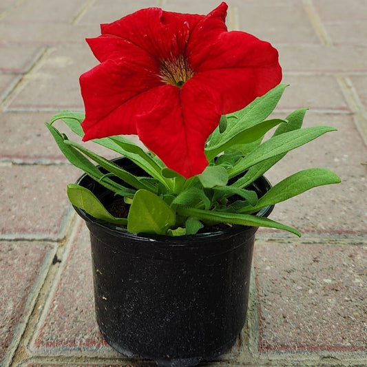 Petunia flowers