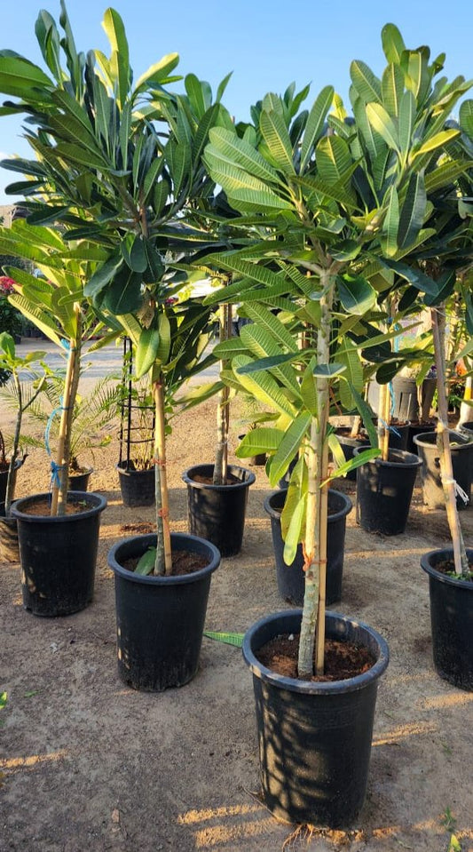 Plumeria Obtusa " Frangipani " 150cm