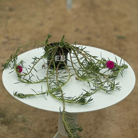 Portulaca Grandiflora " Rose moss " v9