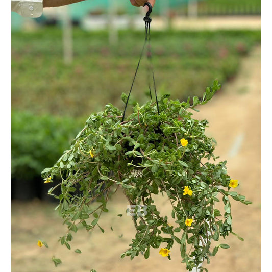 Portulaca Umbraticola Flower Plants Hanging