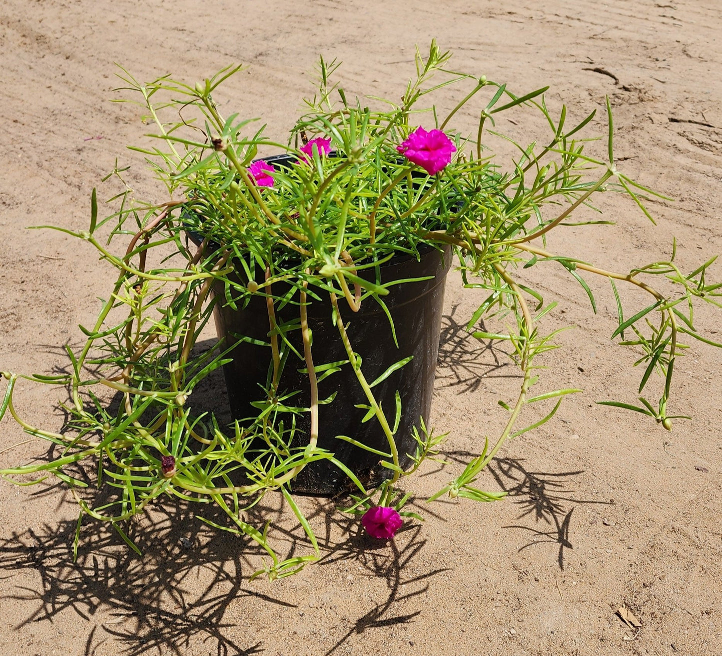 Portulaca double petal flower 25cm