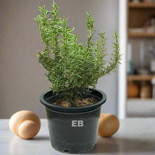 Rosemary Plant " Rosmarinus 30cm