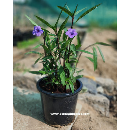 Ruellia Purple flower plant