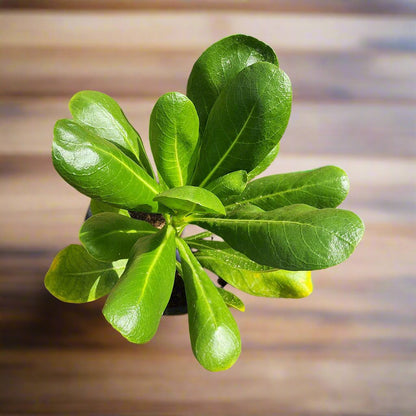 Scaevola frutescens Plant 30cm...