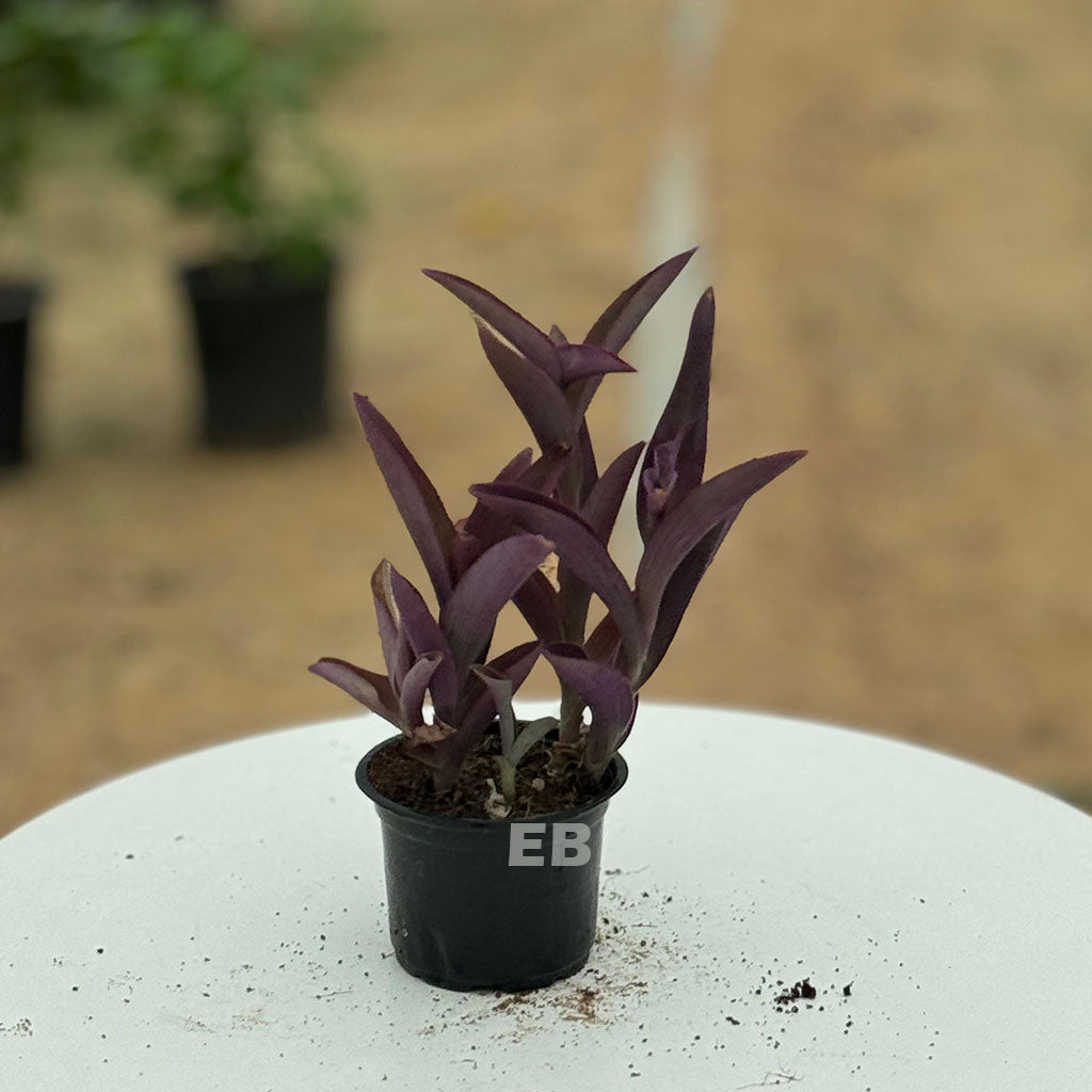 Setcreasea Purpurea | Purple Heart 10cm to 15cm