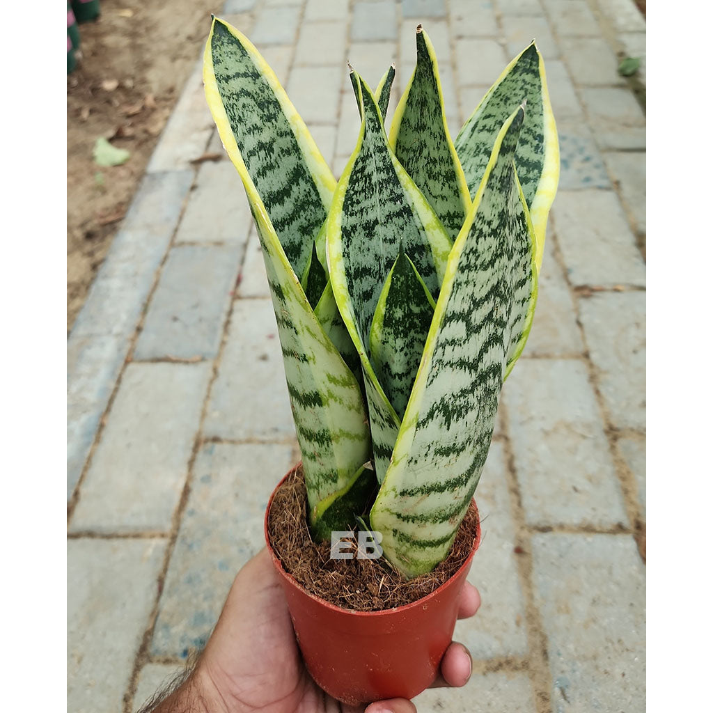 Snake Plant " Sunseveria Plant " 25cm