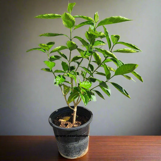 Tabernaemontana Plant 40cm - 50cm