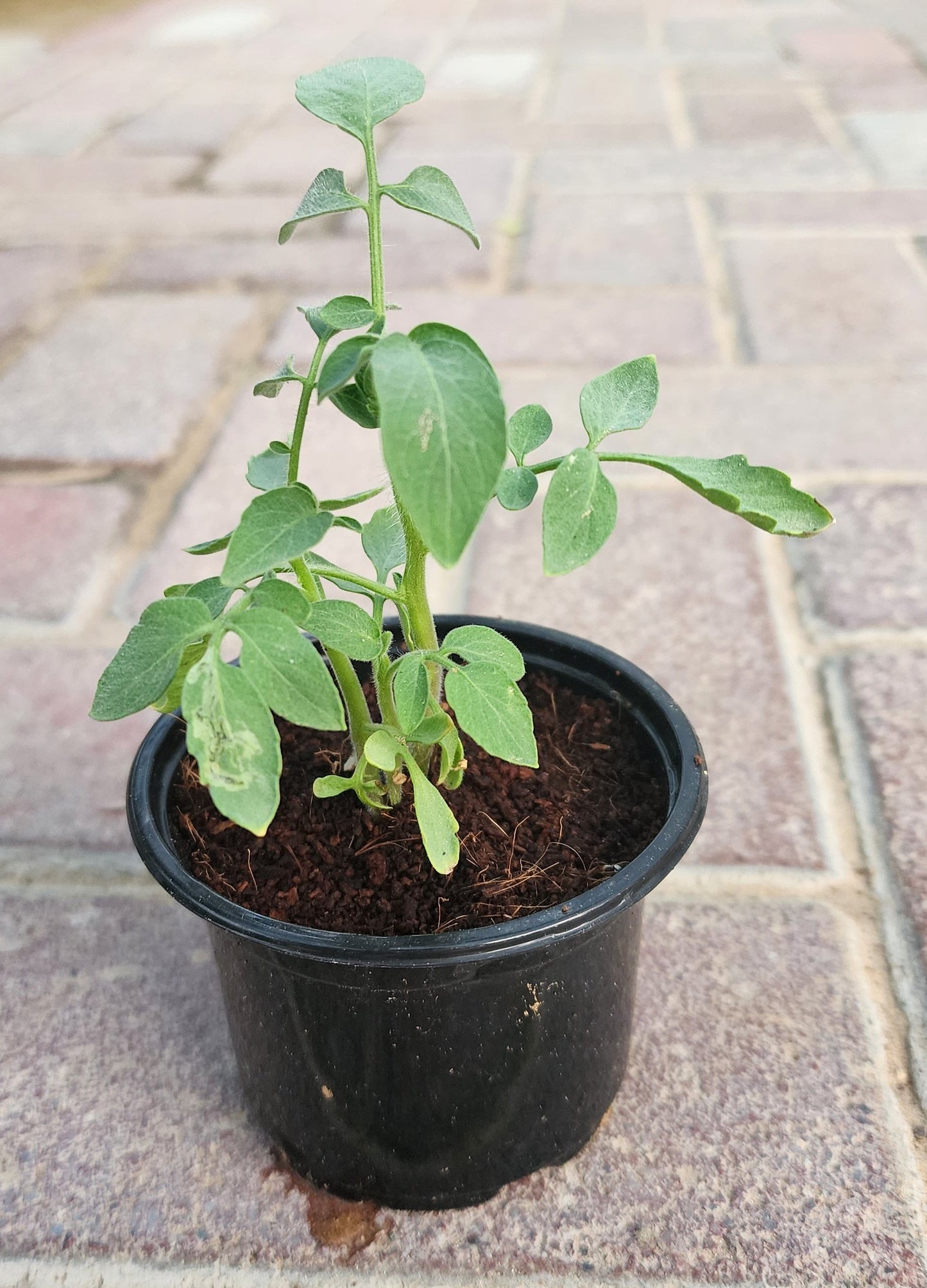 Tomato plant small...