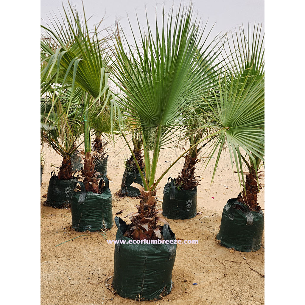 Washingtonia Mexican Palm 140cm - 150cm